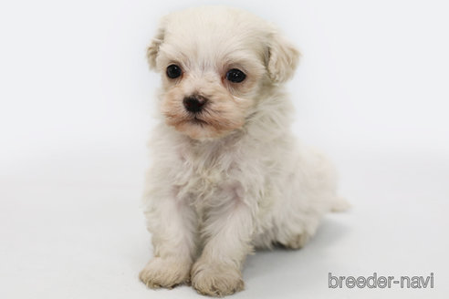 成約済の神奈川県のマルプー:マルチーズ×トイプードル-303396の3枚目